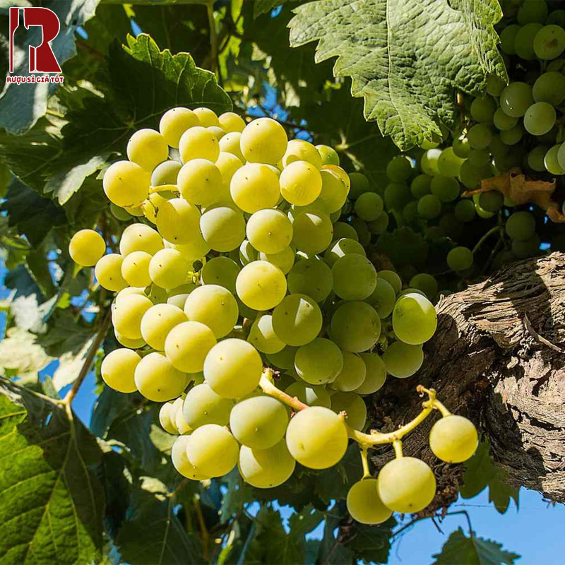 Các giống nho làm rượu Sherry