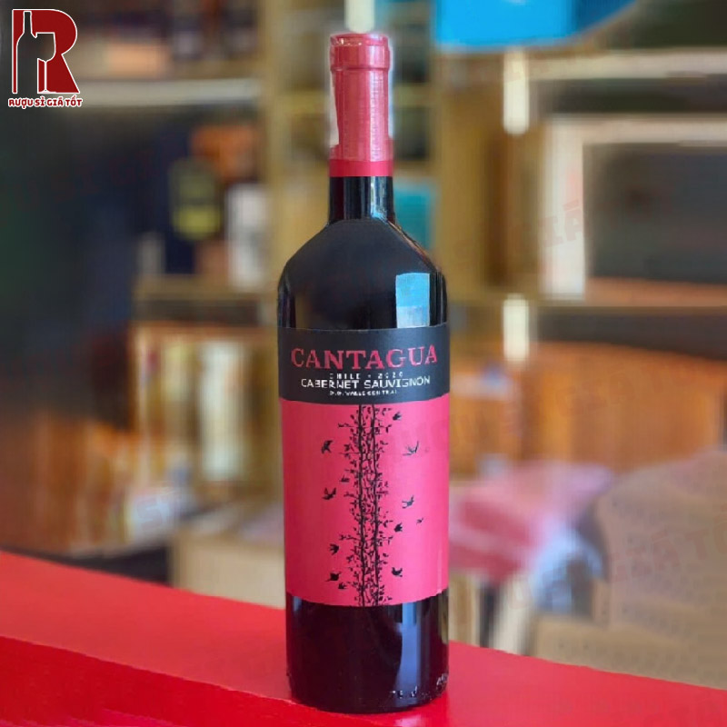 Vang Trẻ - Young Wine - Cantagua Cabernet Sauvignon