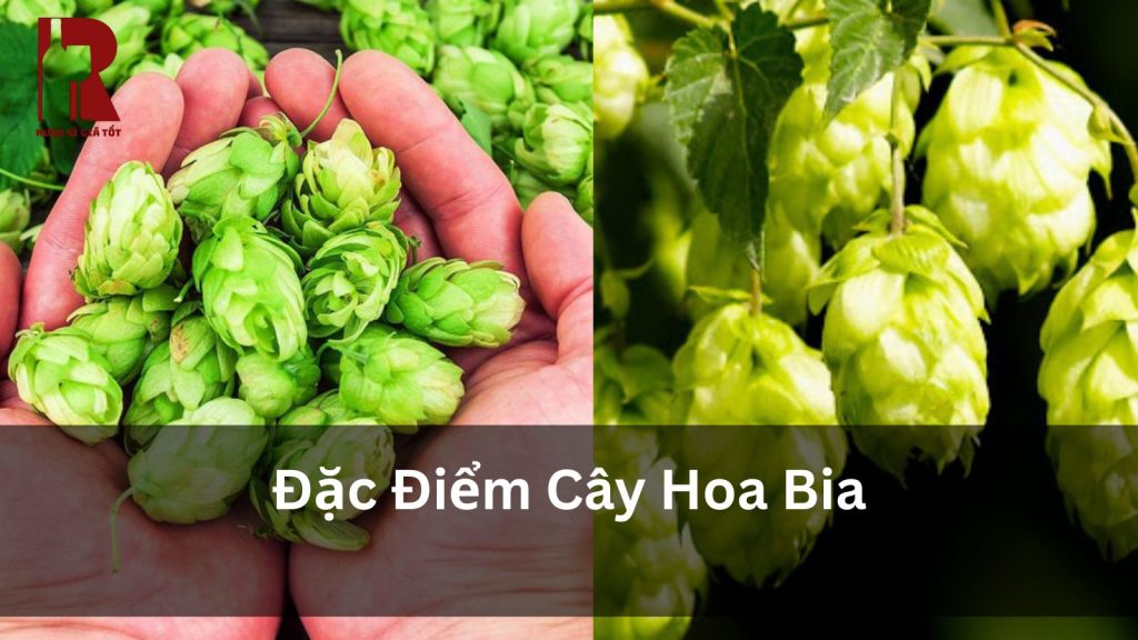 Đặc Điểm Cây Hoa Bia