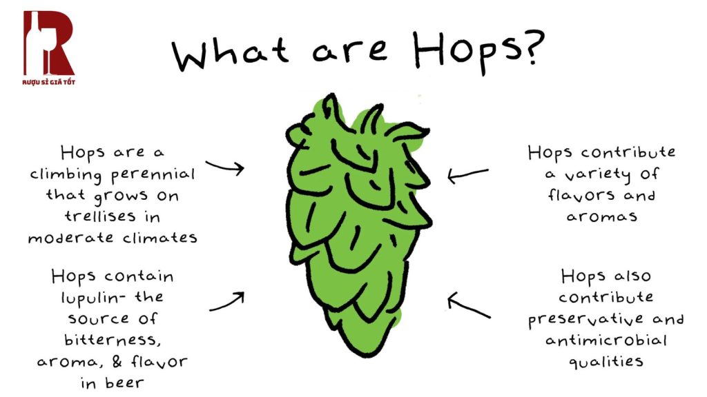 Hoa Bia (Hops) Là Gì?