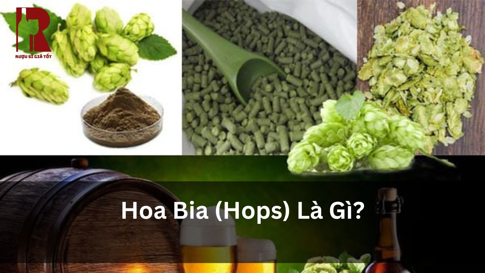 Hoa Bia (Hops) Là Gì? Nguyên Liệu Tạo Nên Linh Hồn Bia