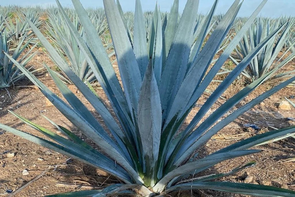 agave