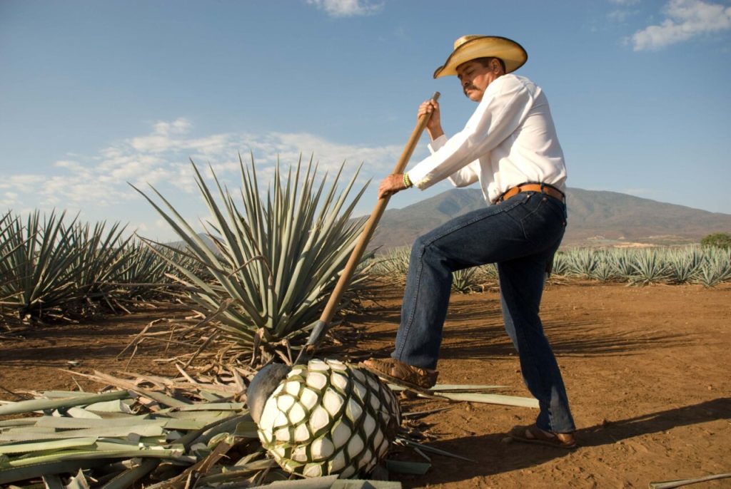 Thu hoạch để sản xuất rượu Mezcal