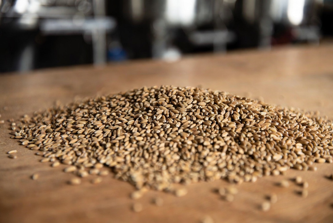 Malted Barley Là Gì? Vai Trò Trong Bia & Whisky