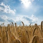 Barley Là Gì? Vai Trò Của Hordeum Vulgare Trong Bia & Whisky 