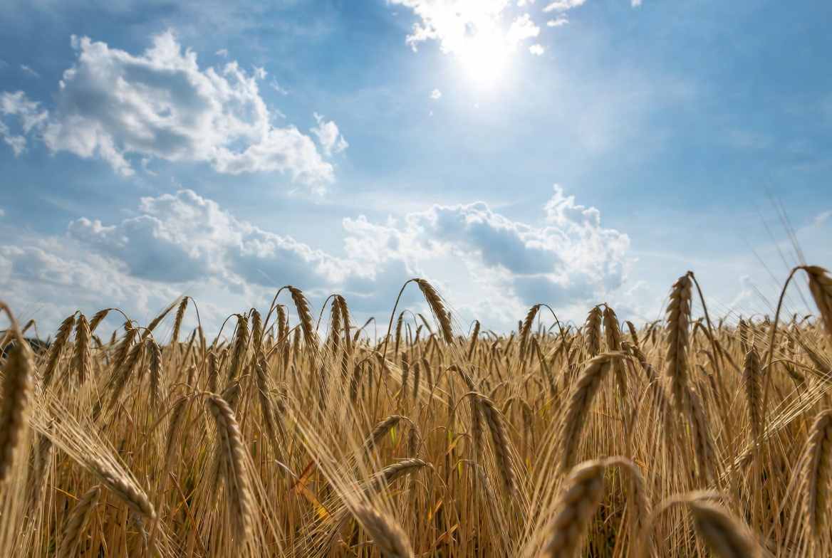 Barley Là Gì? Vai Trò Của Hordeum Vulgare Trong Bia & Whisky 